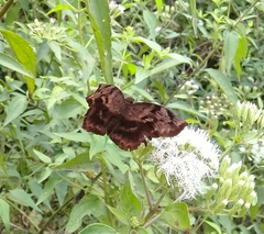 Achlyodes busirus