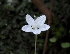 Parnassia asarifolia