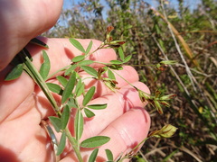 Lespedeza × manniana