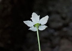 Parnassia asarifolia