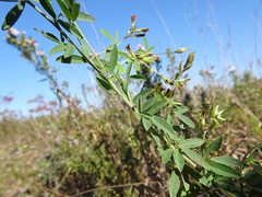 Lespedeza × manniana