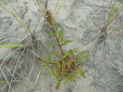 Solidago spathulata