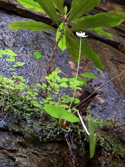 Parnassia asarifolia