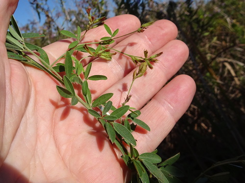 Lespedeza X manniana