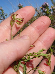 Lespedeza × manniana