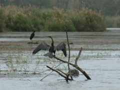Anhinga rufa