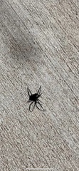 Latrodectus hesperus