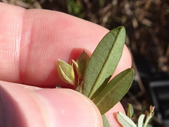 Lespedeza × manniana