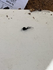 Latrodectus hesperus