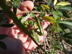 Lespedeza × manniana