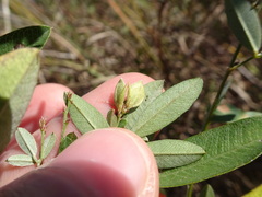 Lespedeza × manniana