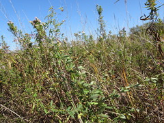 Lespedeza × manniana