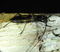 Gnomibidion digrammum