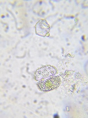 Cosmarium ornatum
