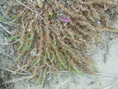 Cardionema ramosissimum