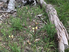 Diuris pardina