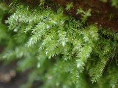 Pseudotaxiphyllum elegans