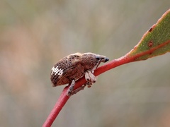 Oxyops fasciatus