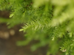 Pseudotaxiphyllum elegans