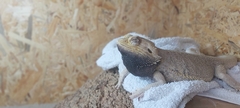 Pogona vitticeps