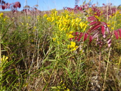 Euthamia gymnospermoides