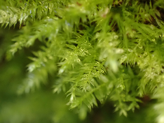 Pseudotaxiphyllum elegans