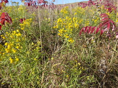 Euthamia gymnospermoides