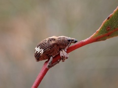 Oxyops fasciatus
