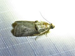 Acrobasis texana