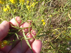 Euthamia gymnospermoides