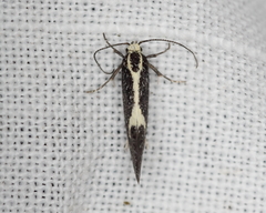 Polix coloradella