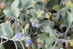Mertensia maritima
