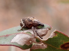 Oxyops fasciatus