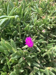 Carpobrotus rossii