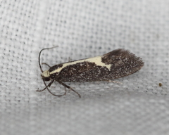 Polix coloradella