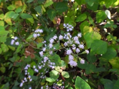 Fleischmannia incarnata