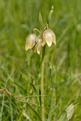 Fritillaria agrestis