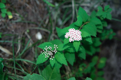 Spiraea formosana