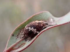 Oxyops fasciatus