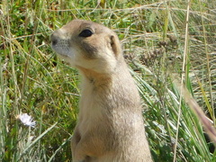 Cynomys gunnisoni