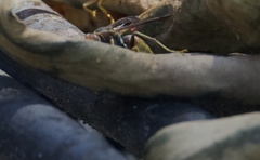 Polistes comanchus