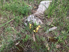 Diuris pardina