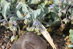 Mertensia maritima