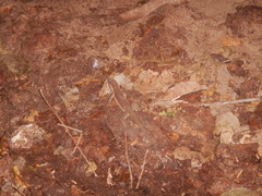 Aspidoscelis guttatus