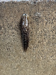 Limacus