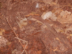 Aspidoscelis guttatus