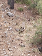 Sus scrofa