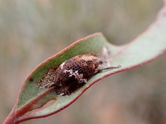Oxyops fasciatus
