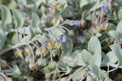 Mertensia maritima