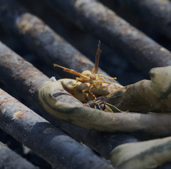 Polistes comanchus